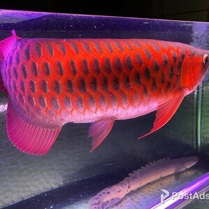 Chili Red Arowana Fish | PostAds PH
