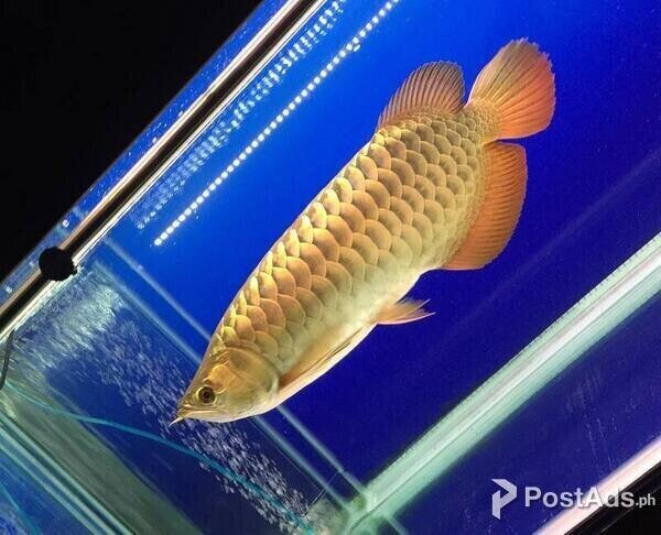 Malaysian Golden Crossback Arowanaa