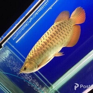 Malaysian Golden Crossback Arowanaa | PostAds PH