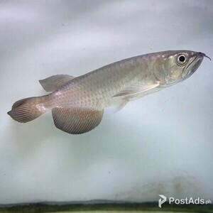 Leichardti Arowana For Sale | PostAds PH
