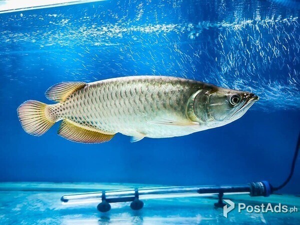 Jardini Arowana Fish