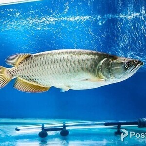 Jardini Arowana Fish | PostAds PH