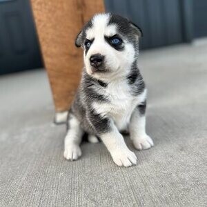 Siberian husky puppies..Viber: 00237 653 81 7429 | PostAds PH