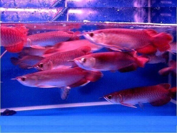 Arowana fish available now.