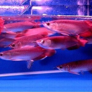 Arowana fish available now. | PostAds PH