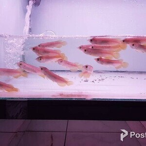 Banjar Red Arowana Fish for sale. | PostAds PH