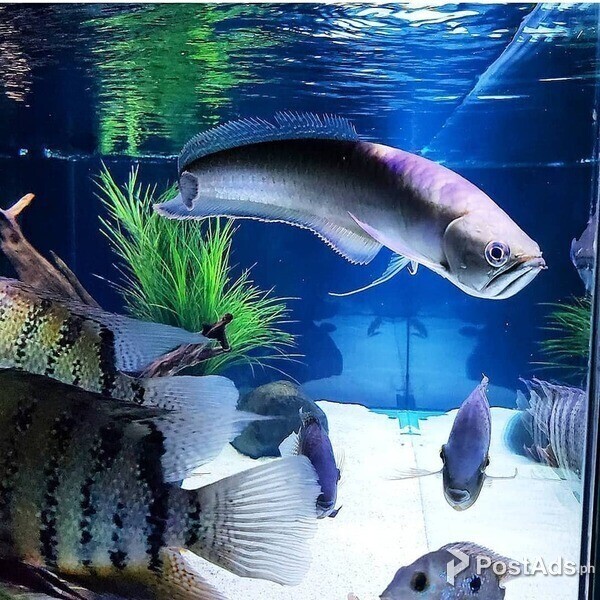 Black Arowana Fish for sale.