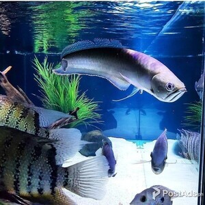 Black Arowana Fish for sale. | PostAds PH