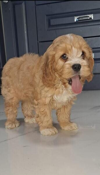Cockapoo puppy . Viber: 00237 653 81 7429