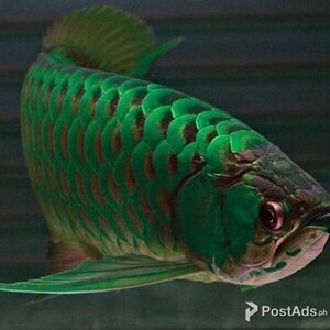 Green Arowana For Salee | PostAds PH