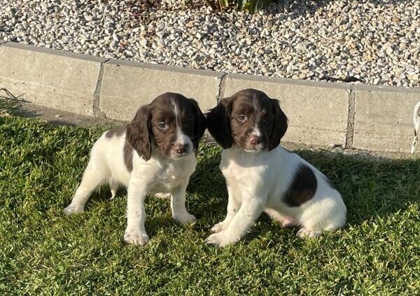 Springer Spaniel puppies. Viber: 00237 653 81 7429