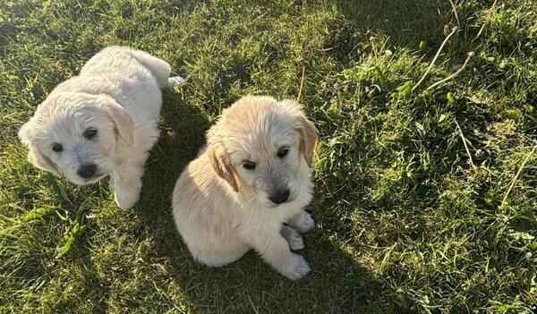 Beautiful Golden Retriever puppies .Viber: 00237 653 81 7429