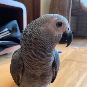 Adorable African Grey Parrots Available For Sale | PostAds PH
