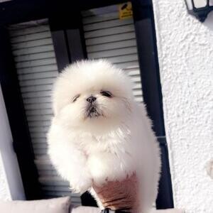 Show quality Pekingese puppies.Viber: 00237 653 81 7429 | PostAds PH