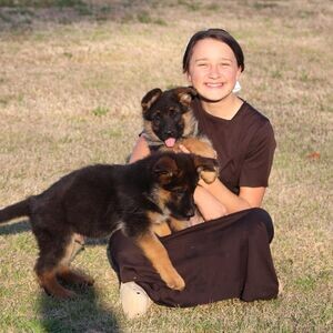 Amazing Germany shepherd puppies | PostAds PH