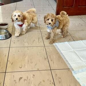 Cavapoo miniature puppies .Viber: 00237 653 81 7429 | PostAds PH