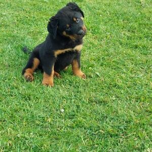 Trained Rottweiler puppies. Viber: 00237 653 81 7429 | PostAds PH
