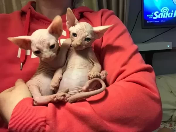 Beautiful Sphynx kittens. Viber: 00237 653 81 7429