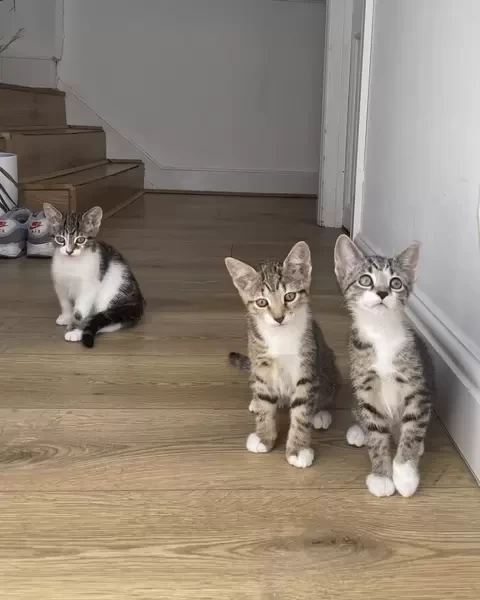 Domestic Shorthaired Crystal Kittens. Viber: 00237 653 81 7429