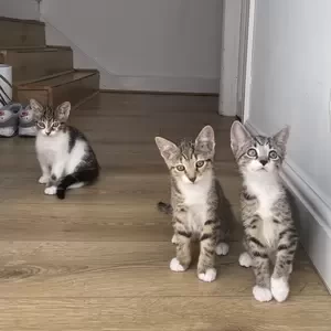 Domestic Shorthaired Crystal Kittens. Viber: 00237 653 81 7429 | PostAds PH