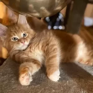Chunky Maine Coon Kittens From Health .Viber: 00237 653 81 7429 | PostAds PH