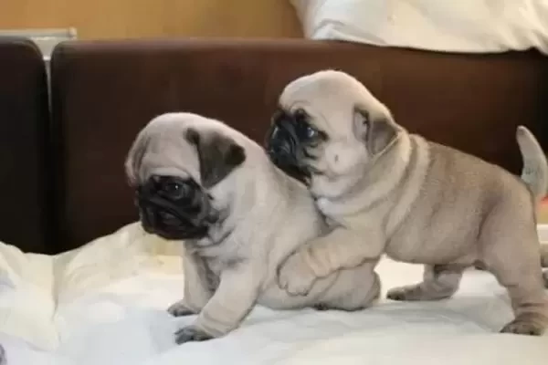 male and female french bulldog puppies. Viber: 00237 653 81 7429