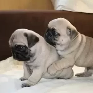 male and female french bulldog puppies. Viber: 00237 653 81 7429 | PostAds PH