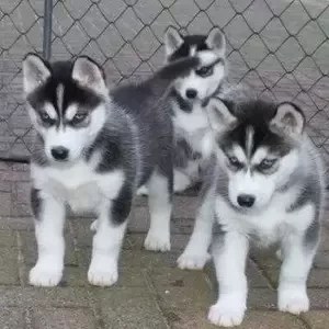 Cute siberian husky pups. Viber: 00237 653 81 7429 | PostAds PH