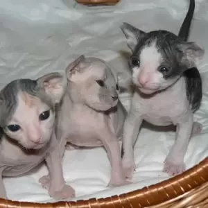Sphynx Kittens Available Now..Viber: 00237 653 81 7429 | PostAds PH