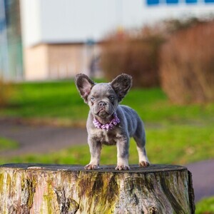 Visual French bulldog puppies Carrying pink | PostAds PH