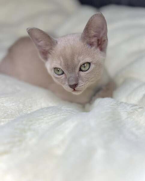   Burmese kittens Available .