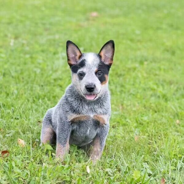   Australian Cattle Dog Puppies (Blue Heeler Puppies) 
