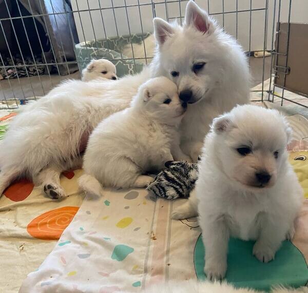 affectionate Japanese Spitz puppies