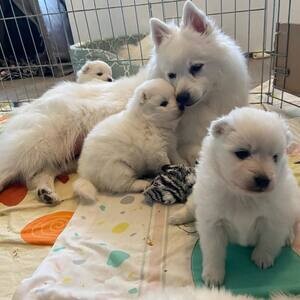 affectionate Japanese Spitz puppies | PostAds PH