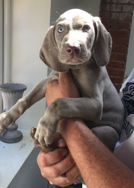  Weimaraner Puppies  