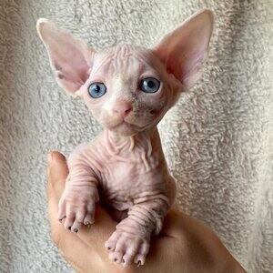 Sphynx Kittens trained | PostAds PH