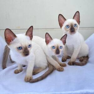 Our Siamese Kittens Ready | PostAds PH
