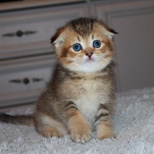 5 Scottish Fold Kittens | PostAds PH