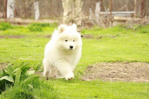 We have six beautiful Samoyed pups 