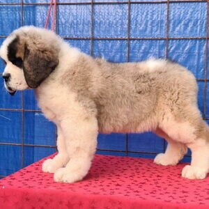 I have three males and two females Saint Bernard Puppies | PostAds PH