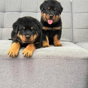 We got two Rottweiler puppies. 10 weeks old | PostAds PH