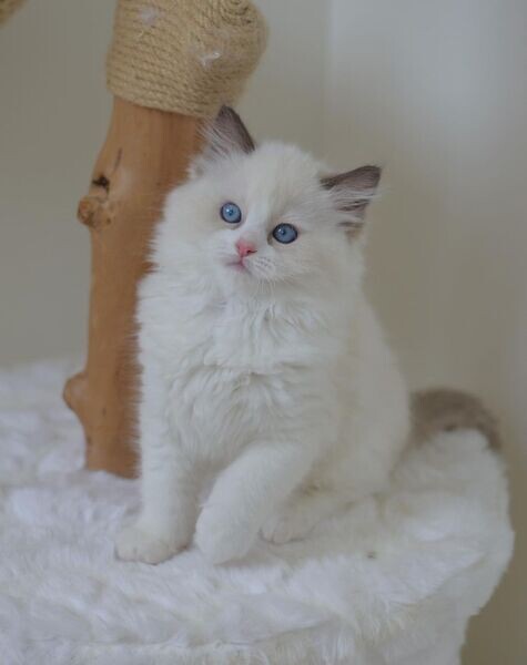  Ragdoll kittens for adoption  , raised in a family,