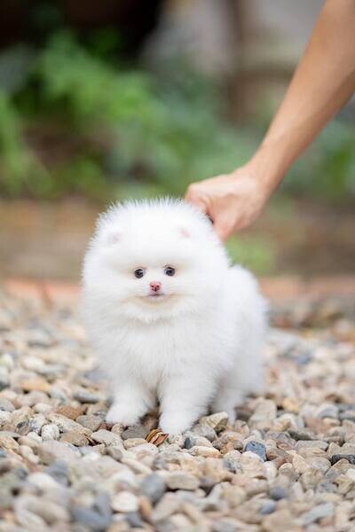 5 Teacup Pomeranian Puppies 