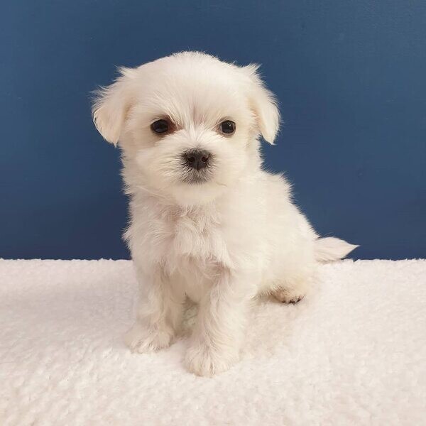  exceptional Teacup Maltese Puppies   