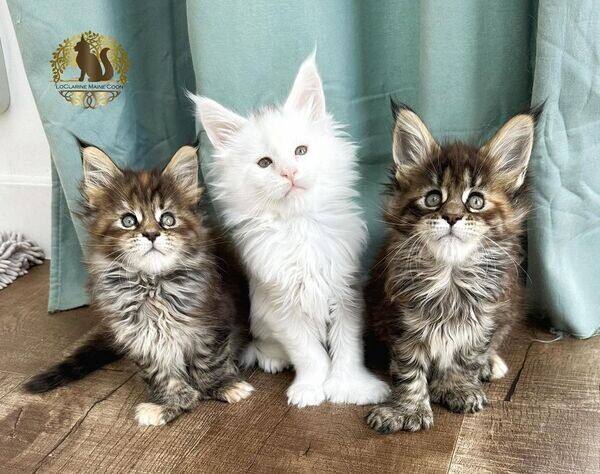   Maine Coon Kittens 11 weeks old