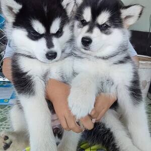 four Siberian husky puppies available | PostAds PH