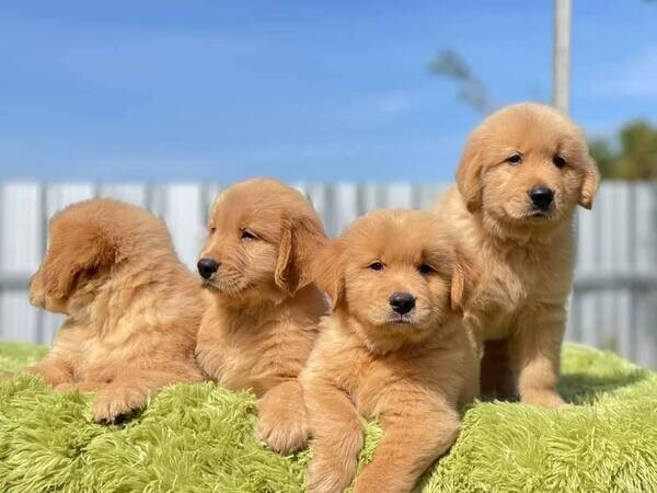 wormed Purebred Golden Retriever puppies