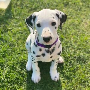sweet dalmatian puppies now ready | PostAds PH