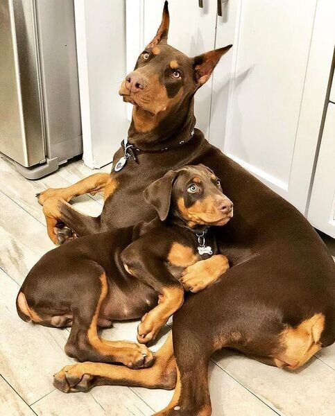 Available  Doberman Pinscher Puppies 