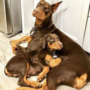 Available Doberman Pinscher Puppies | PostAds PH